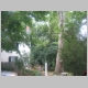 Capt John Hunter home sentinal trees.jpg